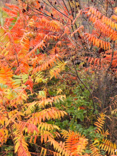 red, orange, yellow and green leaves