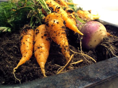 Carrots and turnip, freshly harvested
